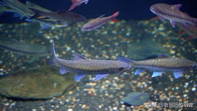 ​揭秘鱼的生活习性：钓鱼的最佳位置与时间