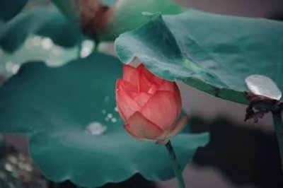 ​散文诗《夏荷》