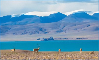 ​藏羚羊角是贵重，它的主人可是国家级保护动物，千万不能乱碰