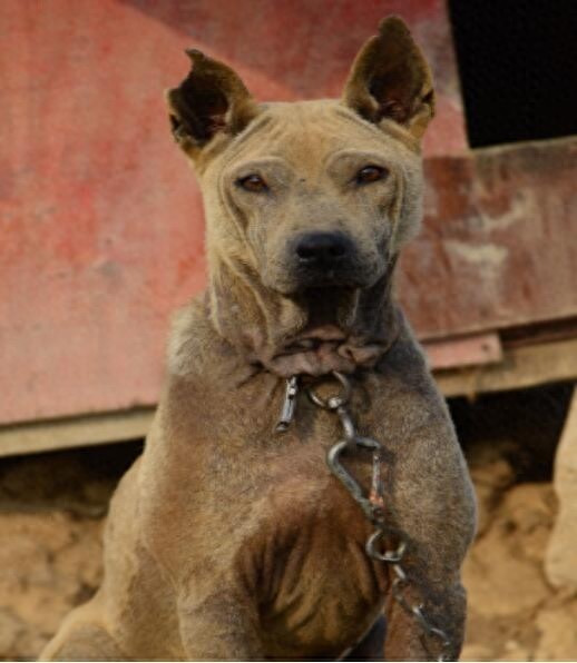 中国獒，号称中国第一狩猎犬的湖北箭毛犬，超霸气
