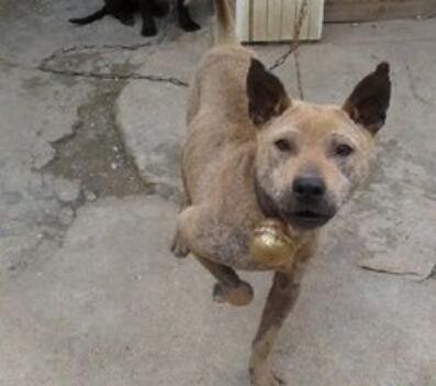 中国獒，号称中国第一狩猎犬的湖北箭毛犬，超霸气