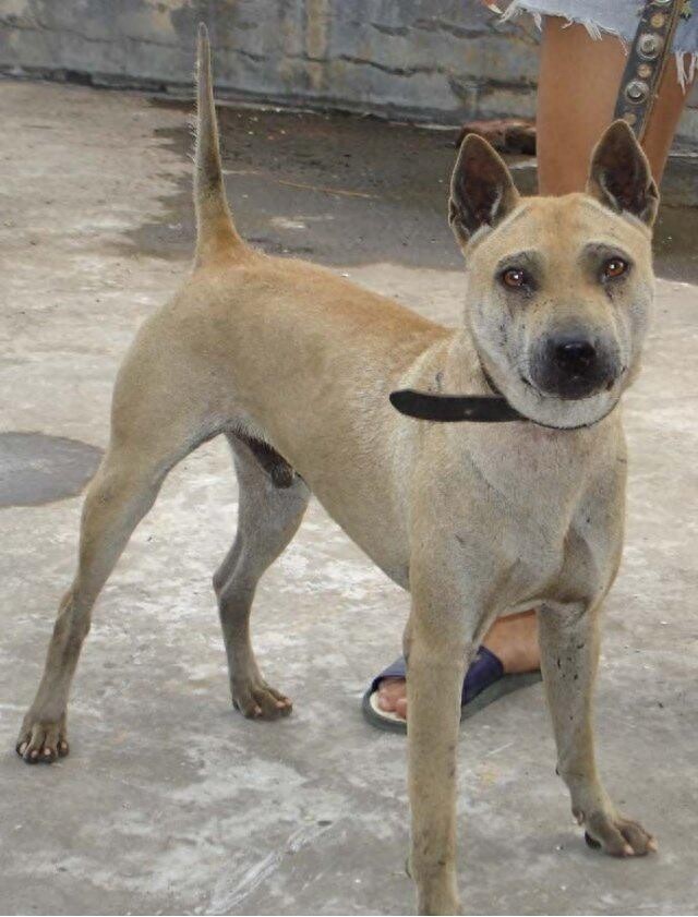 中国獒，号称中国第一狩猎犬的湖北箭毛犬，超霸气