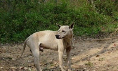​中国獒，号称中国第一狩猎犬的湖北箭毛犬，超霸气