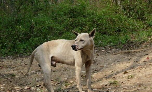 中国獒，号称中国第一狩猎犬的湖北箭毛犬，超霸气