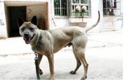 中国獒，号称中国第一狩猎犬的湖北箭毛犬，超霸气