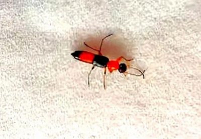 ​海南的这种“隐翼虫”看见不要用手去触摸，防止其体液感染人皮肤