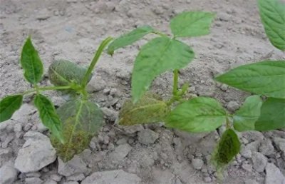 ​僵苗怎么救活？教你让植物重获生机