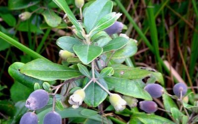 ​桃金娘是一种什么样的植物