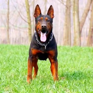 ​“中国红龙”——莱州红犬，优秀不输国际名犬