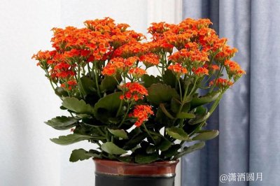 ​十大吉祥花.雅致居家福运连连！
