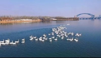 ​太美了，太原晋阳桥的野生白天鹅，真是人间天使