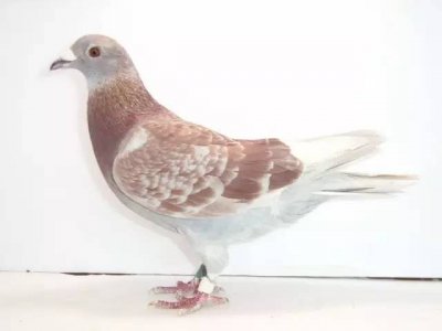 ​不看后悔，二十条方法教你迅速鉴鸽！