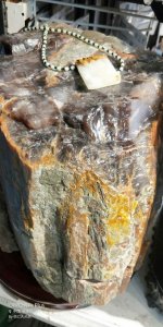 ​树化石是如何形成的