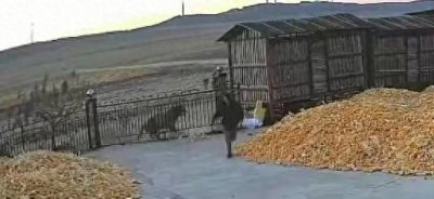 ​黑龙江惊现“虎出没”，野生东北虎下山撞门，村民惊险遭遇惹热议