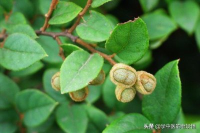 ​每天学习一味中药——檵木