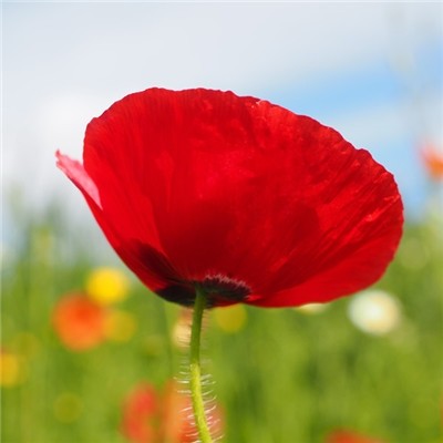 有意境有气质的微信风景头像