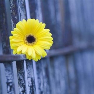 ​有意境有气质的微信风景头像