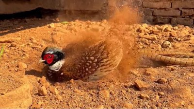 ​为什么在野鸡的沙窝布置夹子，却总能捕捉到野兔呢？