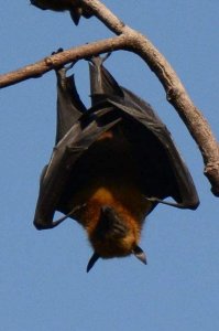 ​了解一下蝙蝠怕什么！拒绝野味。为大家，为每个家庭！为祖国！！