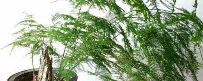 ​文竹用什么土壤养殖？