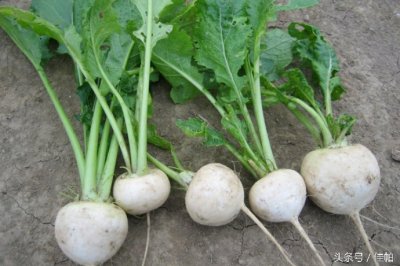 ​什么叫恰马古？