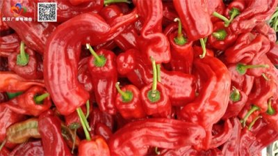 ​江城秋季辣椒陆续上市，市场紧俏售价略高