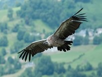 亚洲各国的国鸟是什么？你都知道吗？