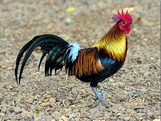 亚洲各国的国鸟是什么？你都知道吗？