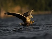 亚洲各国的国鸟是什么？你都知道吗？