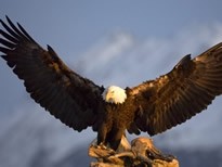 亚洲各国的国鸟是什么？你都知道吗？