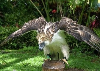 亚洲各国的国鸟是什么？你都知道吗？