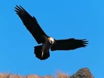 亚洲各国的国鸟是什么？你都知道吗？