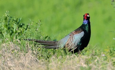 亚洲各国的国鸟是什么？你都知道吗？