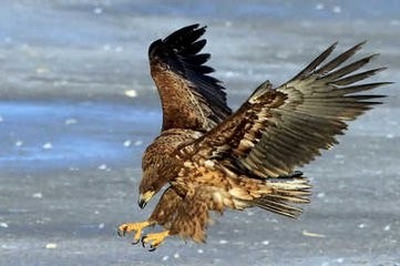 亚洲各国的国鸟是什么？你都知道吗？