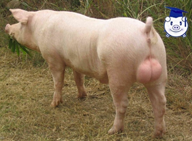 什么品种的猪长得最快?这种猪150天便可出栏,堪称赚钱神器!