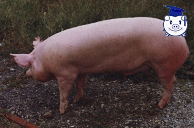 什么品种的猪长得最快?这种猪150天便可出栏,堪称赚钱神器!