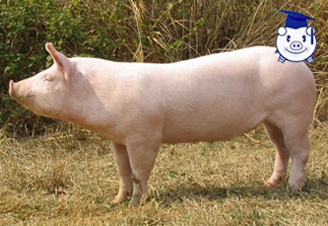 什么品种的猪长得最快?这种猪150天便可出栏,堪称赚钱神器!