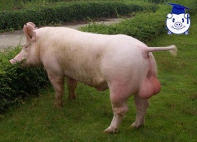 ​什么品种的猪长得最快？这种猪150天便可出栏，堪称赚钱神器！