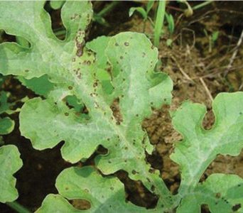 ​西瓜蔓枯病有哪些症状？发生蔓枯病有哪些原因？又该如何去防治？