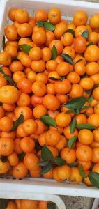 ​网络热词：炫迈沙糖桔是什么梗？