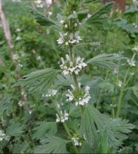 ​夏至草是一种什么样的植物