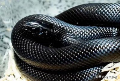 ​墨西哥黑王蛇：蛇界的“黑帮老大”，不仅以蛇为食，长相还很霸气