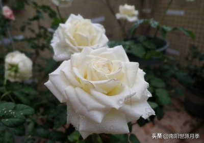 ​这6款月季闭眼入，号称“全网零差评”，堪称完美