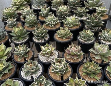 ​不起眼的龙舌兰，也是贵货，好品种一棵几百块，买的人很多