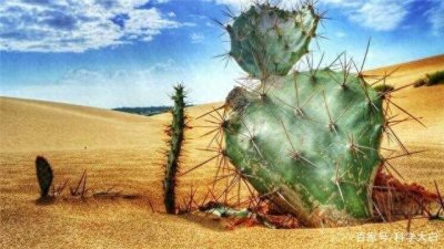 ​沙漠里的仙人掌为什么会行走？它有什么独特基因吗？