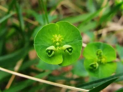 ​俗称“猫眼草”的植物有什么利用价值？