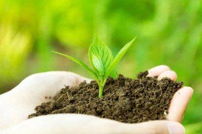 ​“树朋友”图鉴：你每天路过的树叫什么名字？丨静宝聊天室