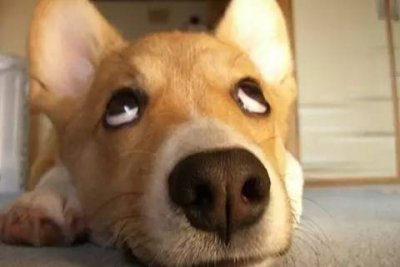 ​从石家庄坐火车可直达三亚、新疆、西藏，最低只要300？