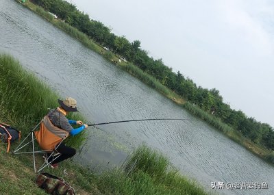​泥鳅钓鱼，为何人人喊打！资深老钓友：道出实情