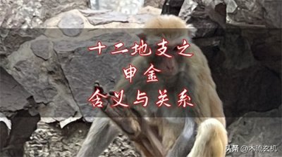 ​十二地支之申金含义与关系